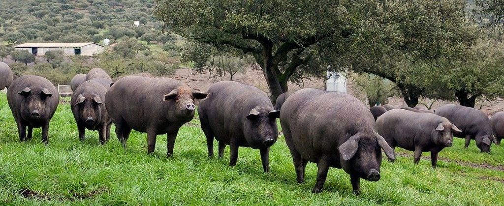Iberian Pigs