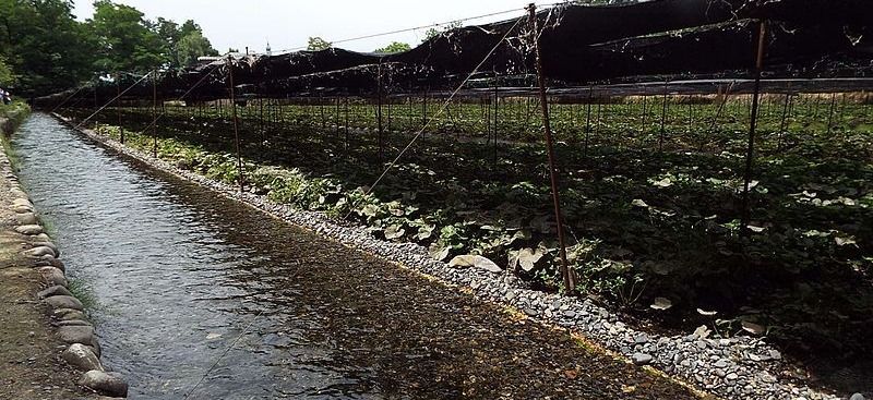 Stream alongside the wasabi farm