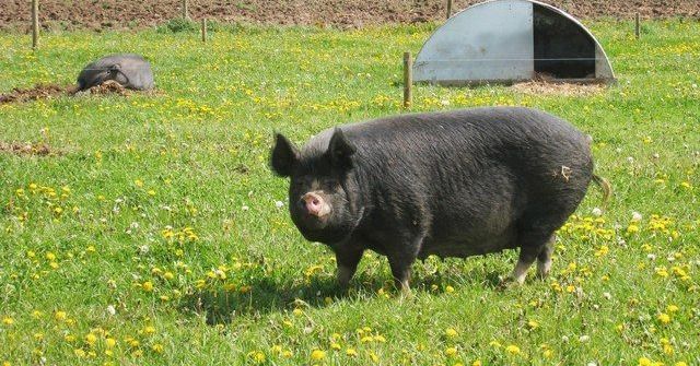 Berkshire pigs