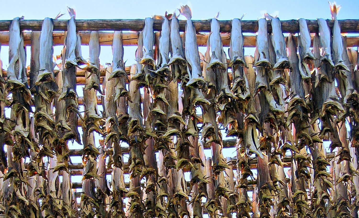Stockfish drying process