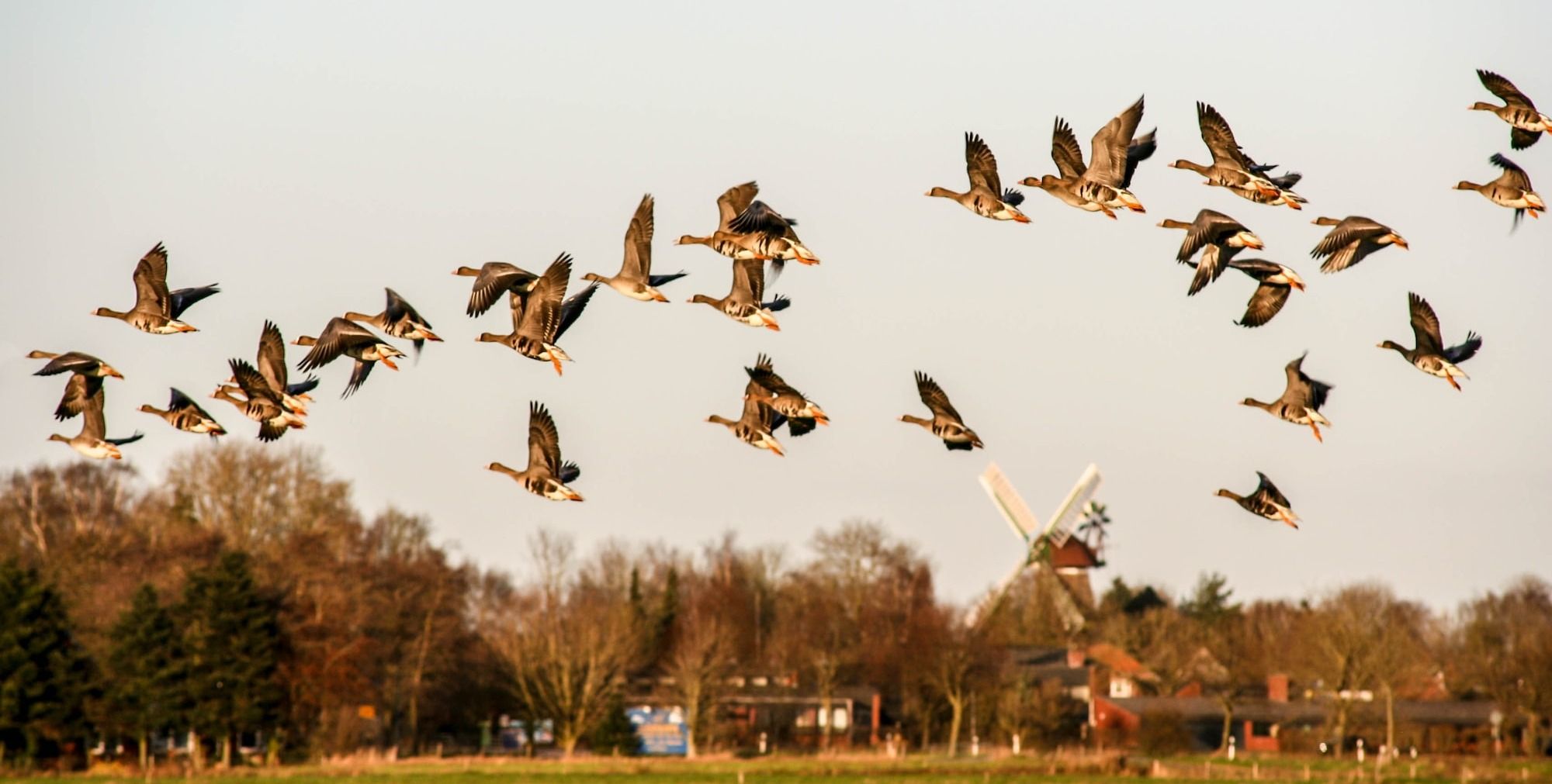 wild goose migration 