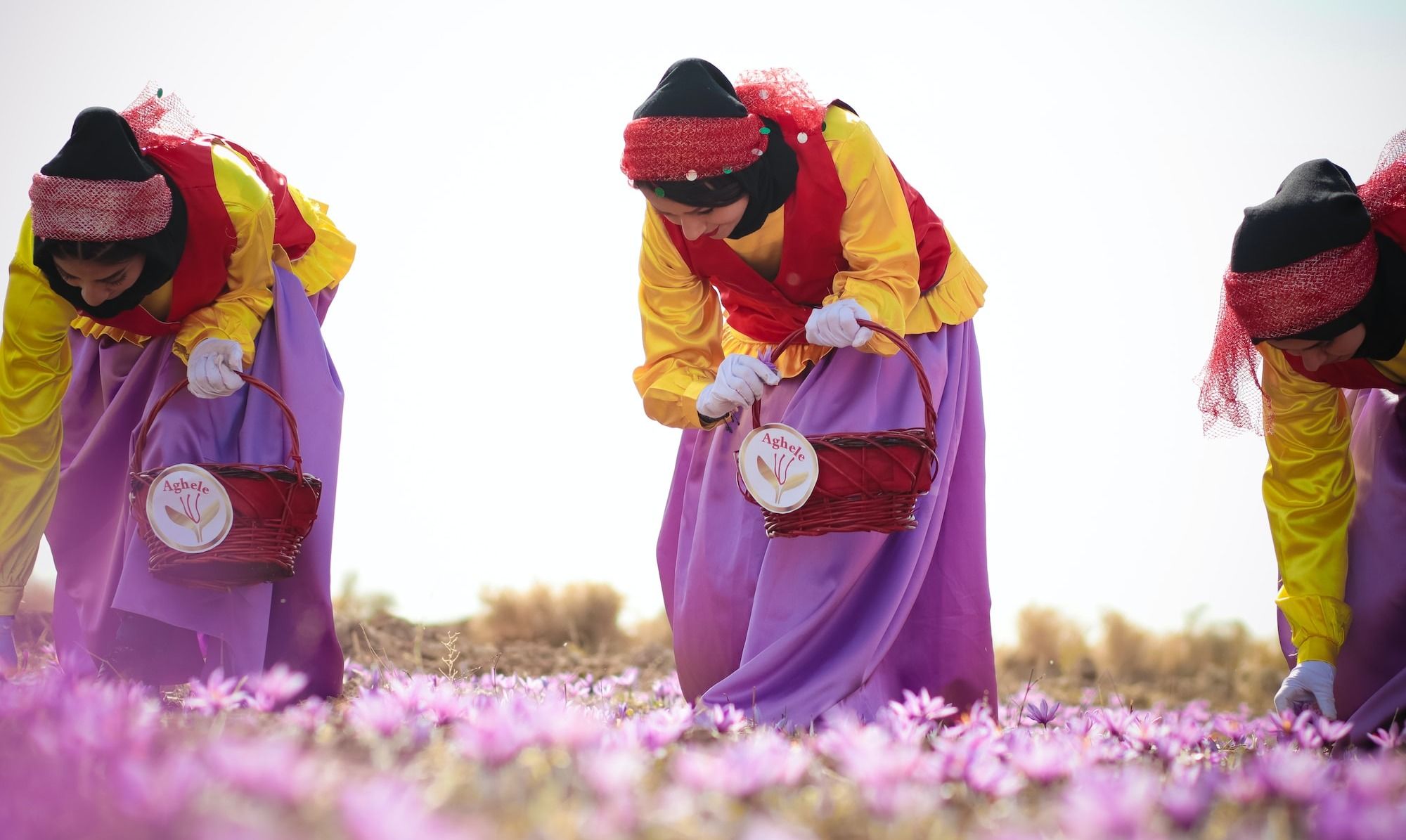harvesting saffron threads