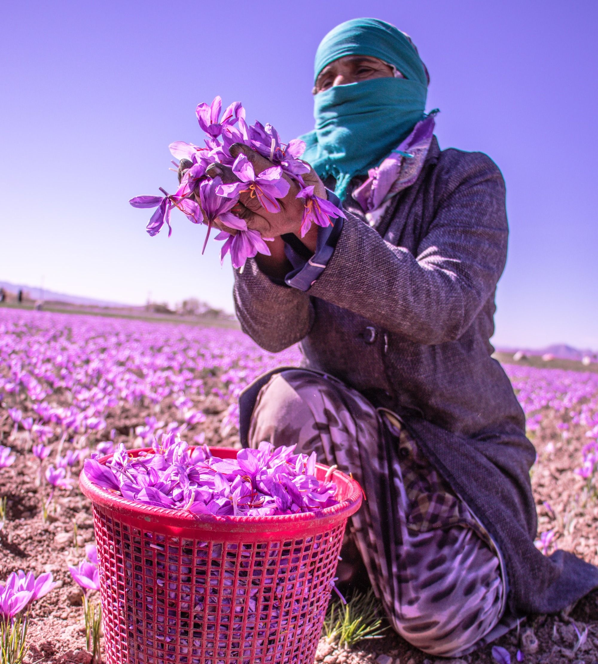 a person kneeling down in a field with purple flowers