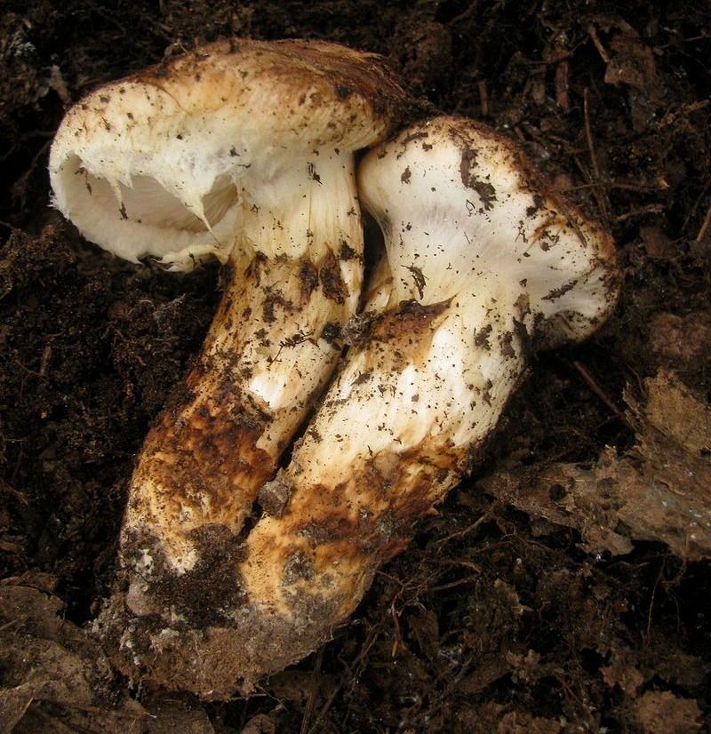 Matsutake mushroom in wild