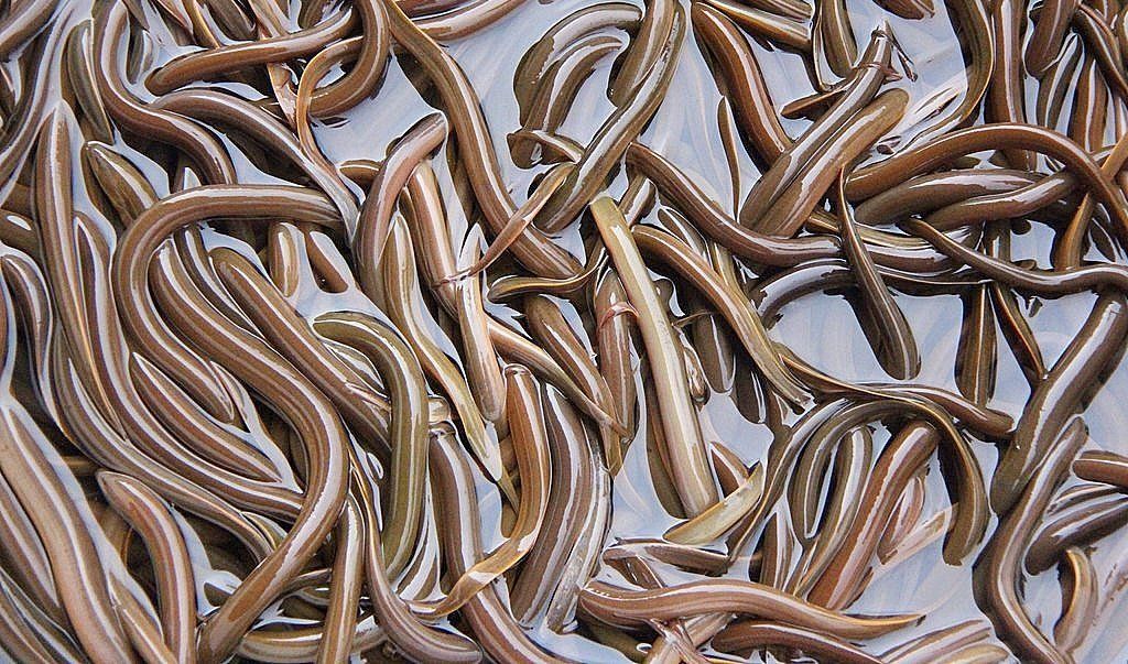 Eels in Aquaculture farm