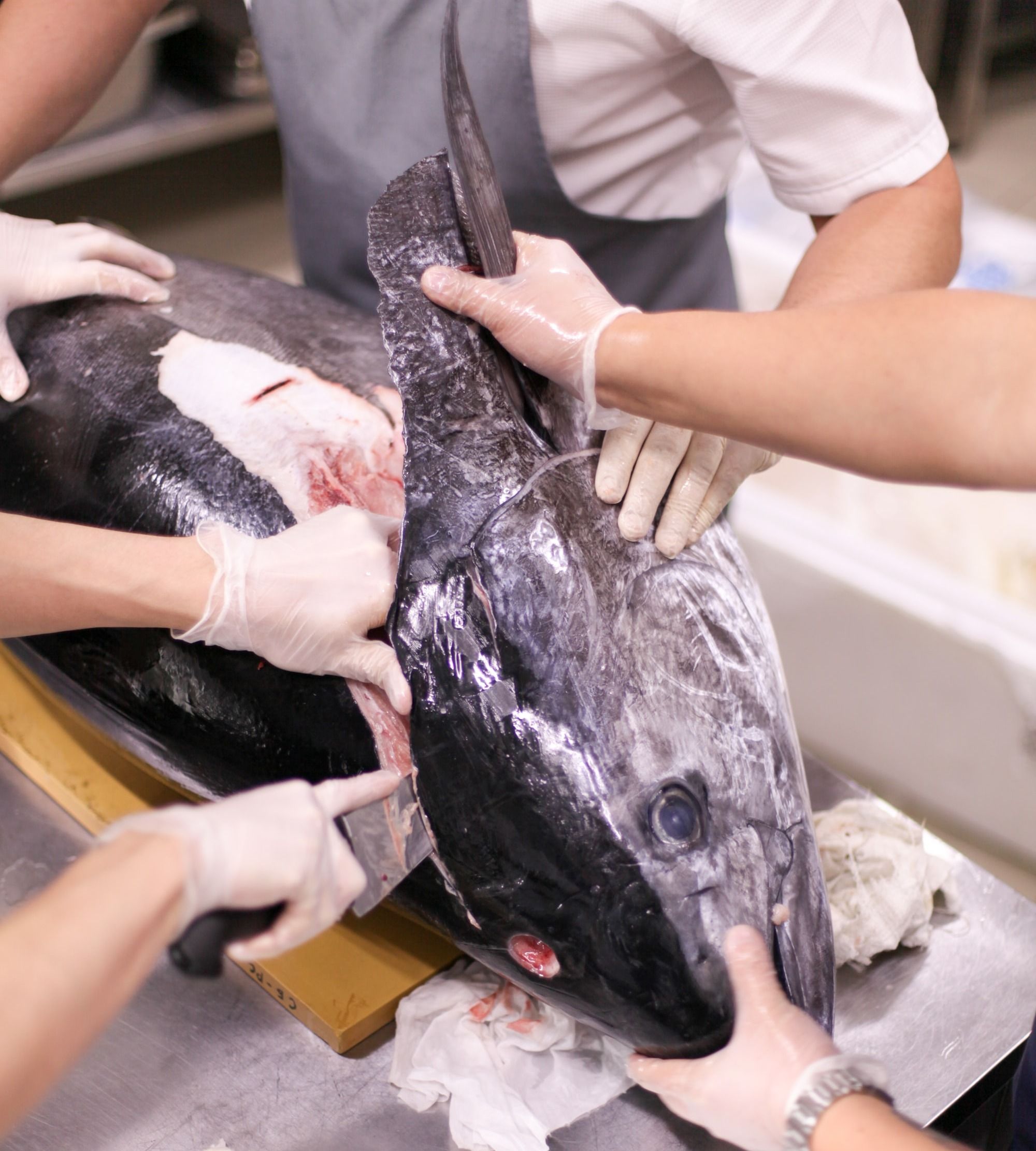 Slicing the Tuna