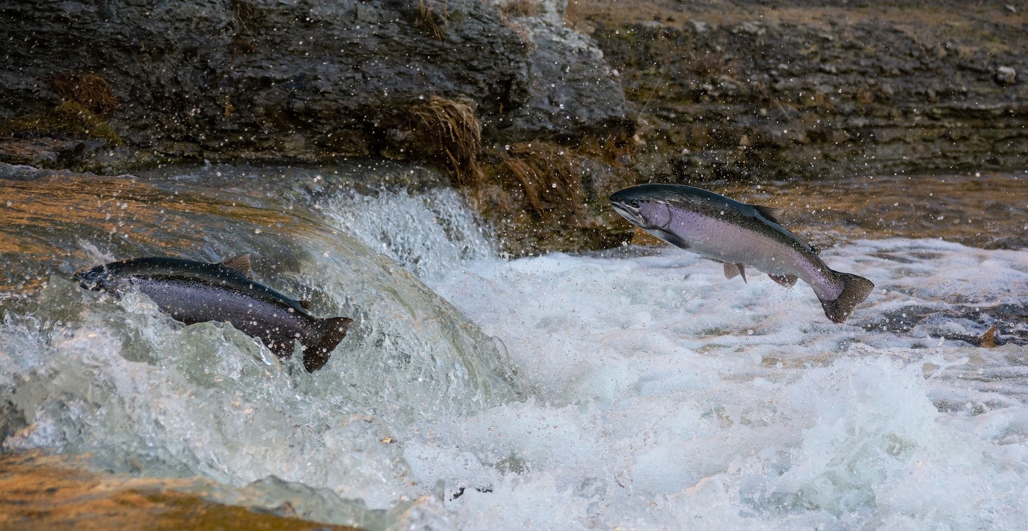 Salmon migration during breeding season