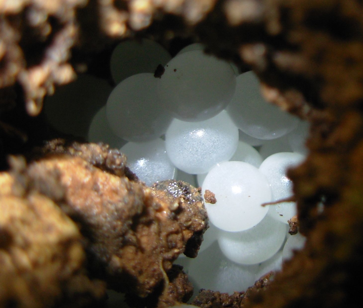 Escargot eggs bury in the soil 
