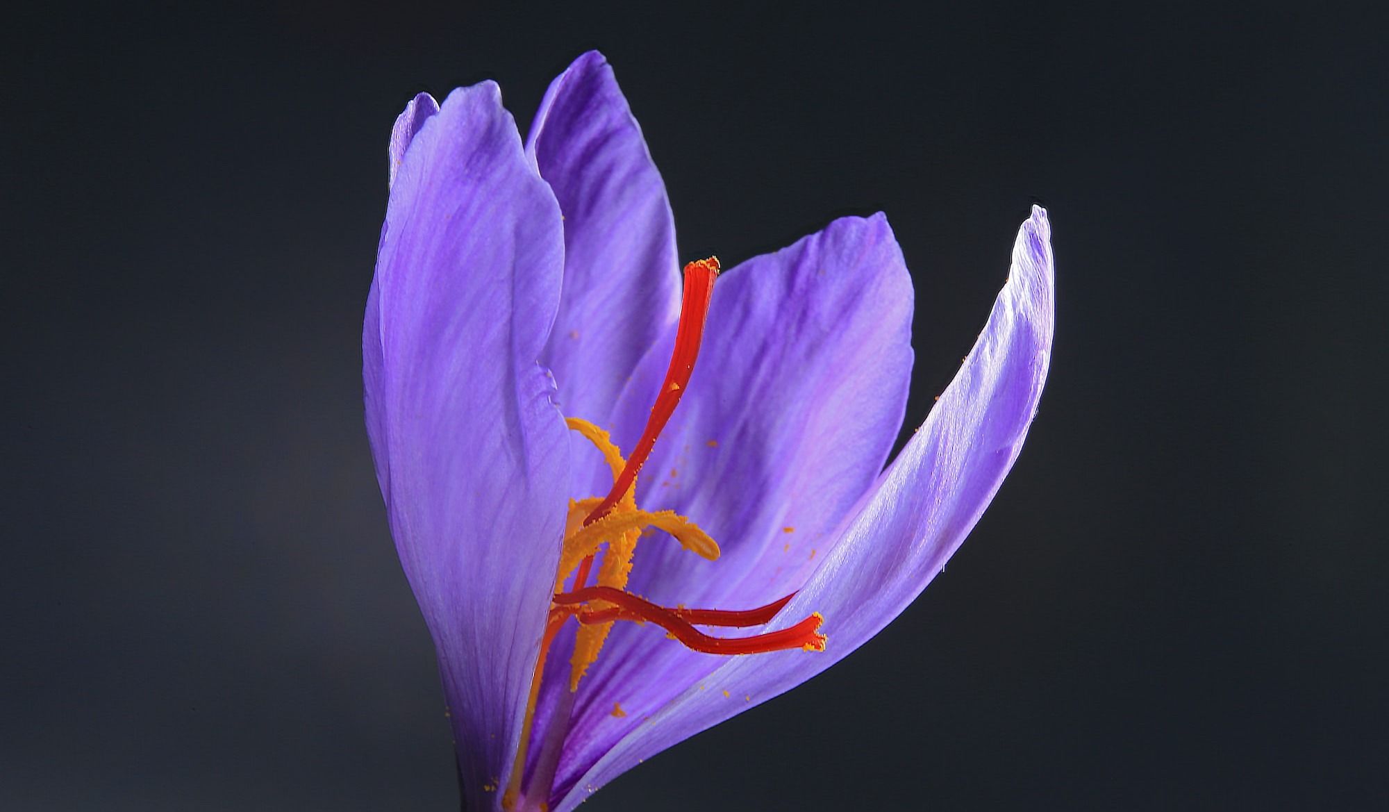 Crocus Sativus Flower for Saffron Threads