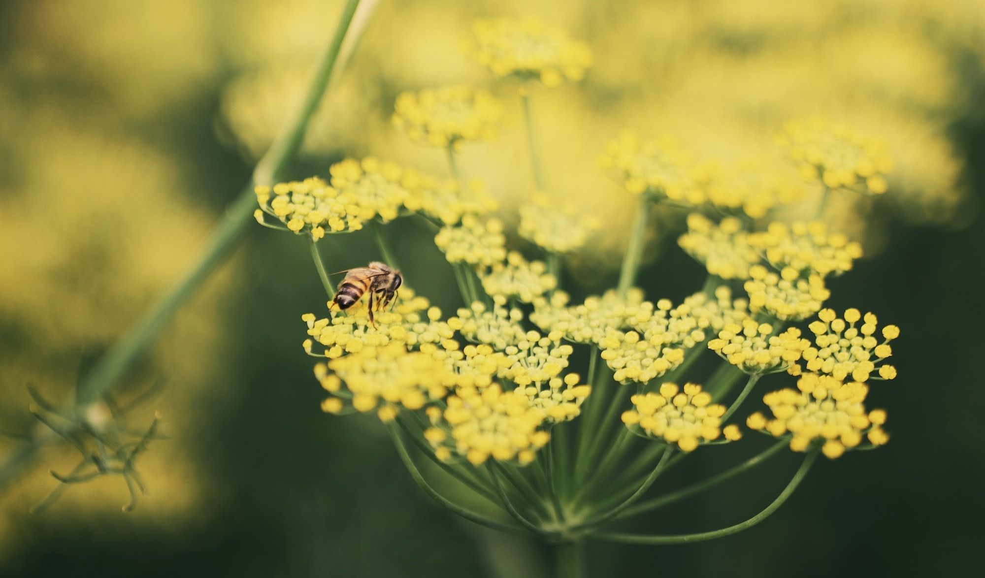 Bees on Fennel Plant