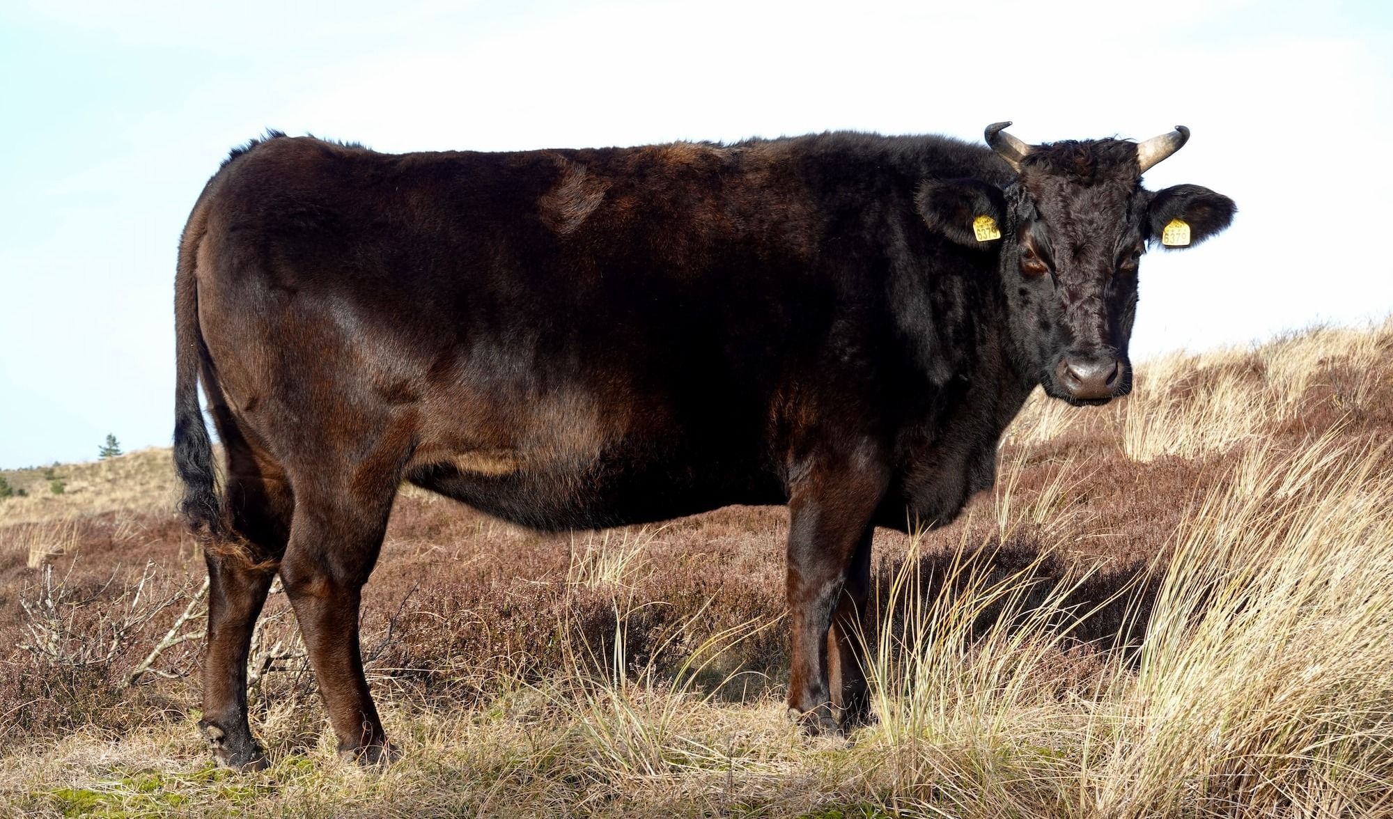 a black cow standing on top of a dry grass covered field