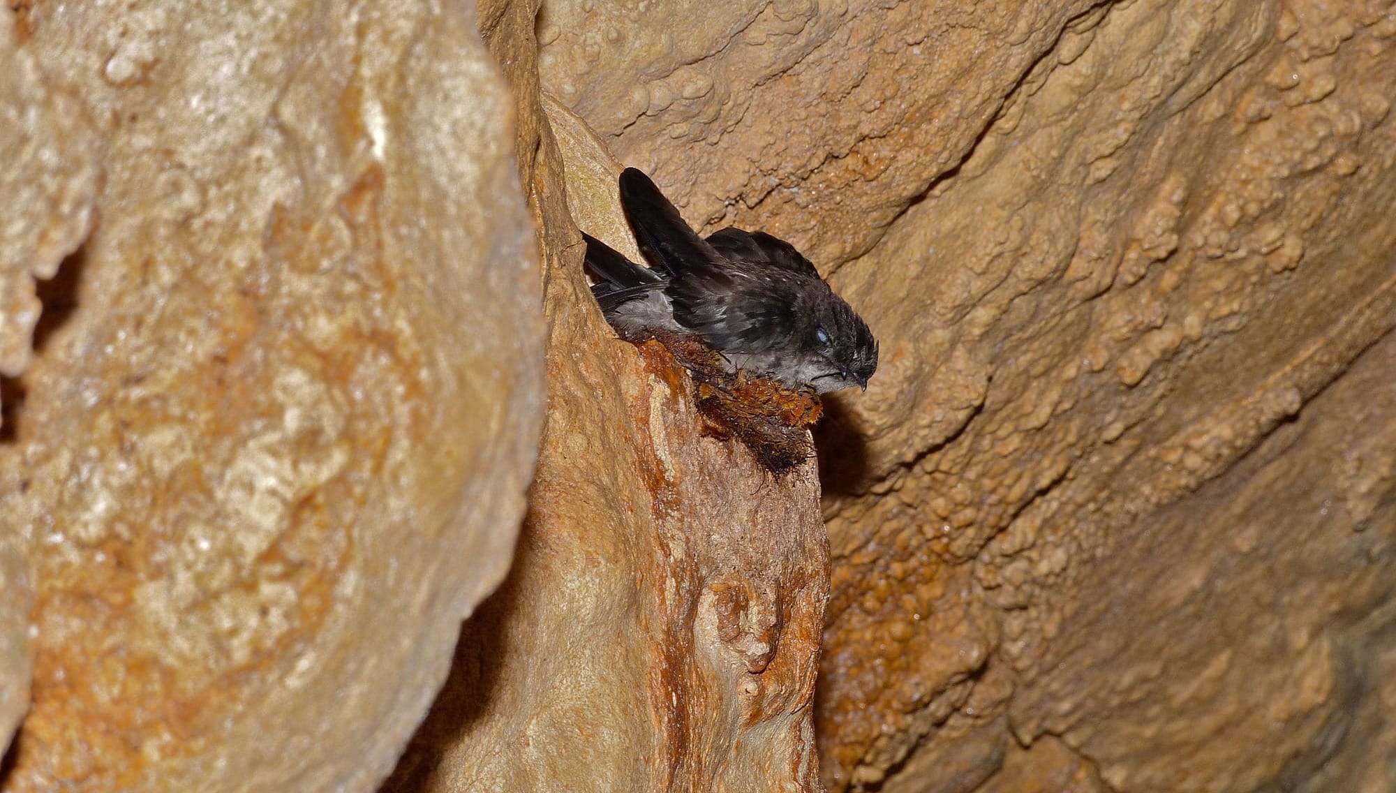 Swiftlet bird building nest in limestone cave walls