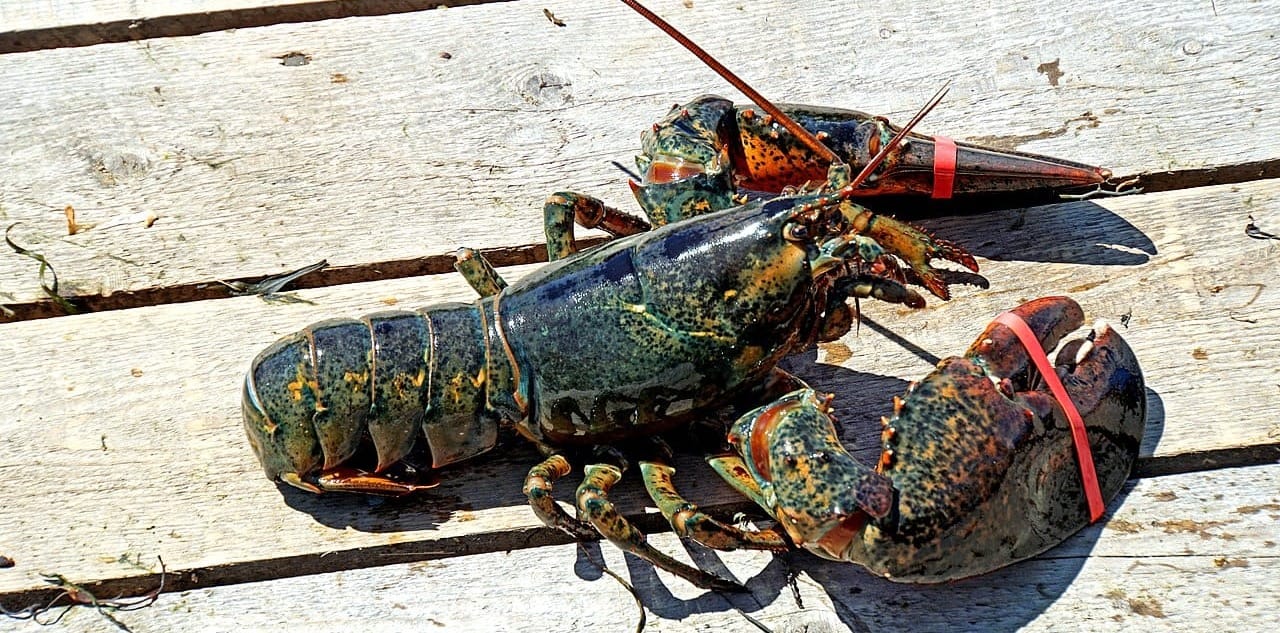 Maine Lobster: The Most Expensive Cold Water Lobsters