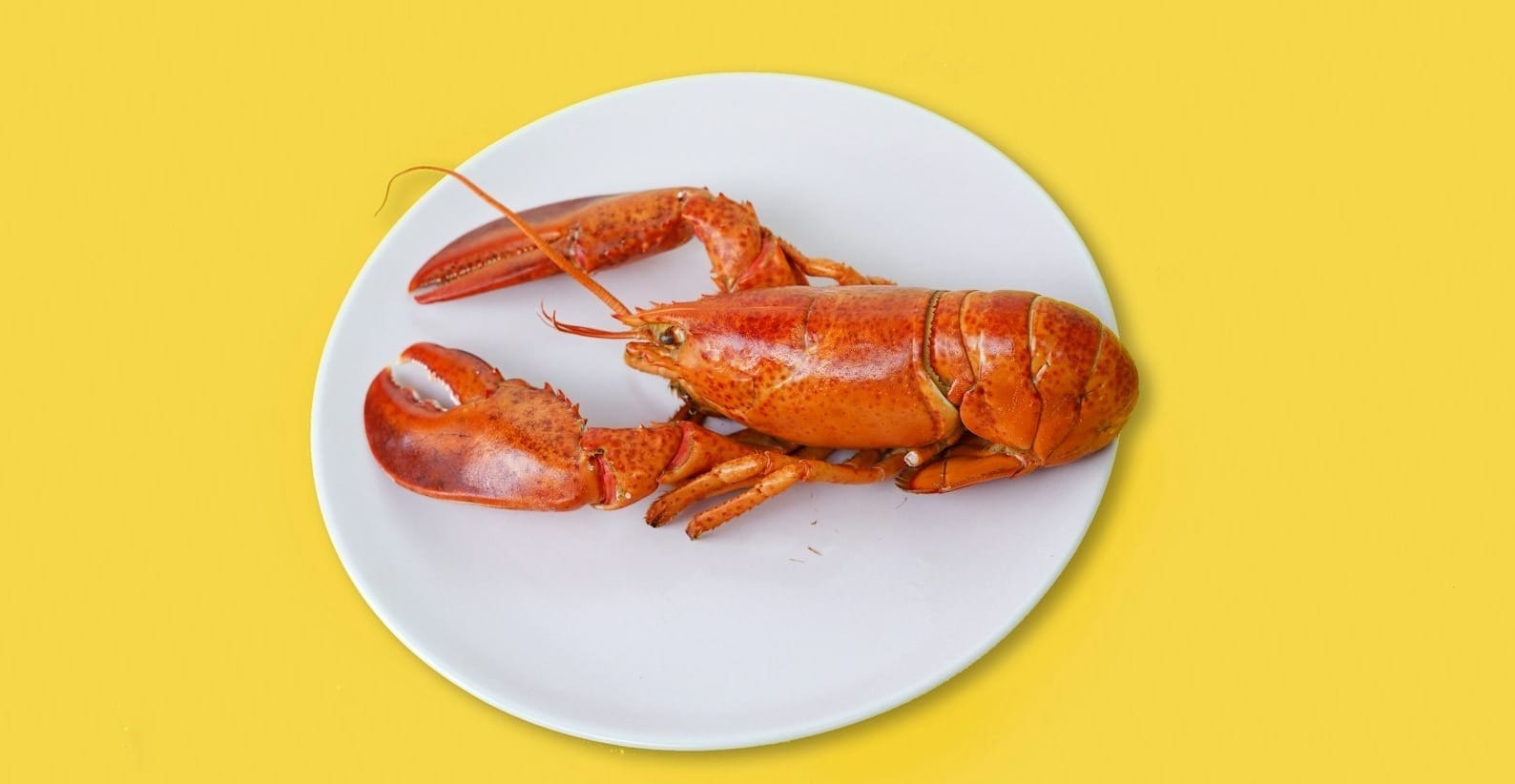 Differences Between Warm Water and Cold Water Lobsters