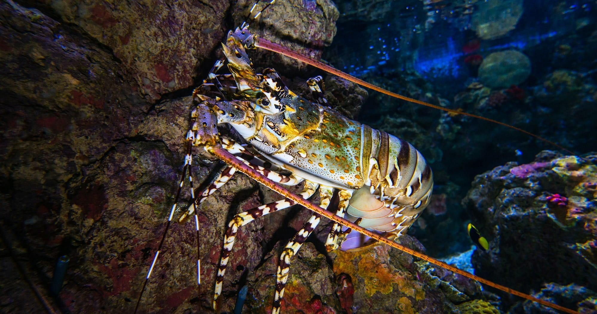 Differences Between Warm Water and Cold Water Lobsters