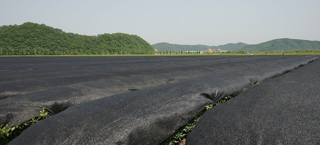 Shade-grown green tea leaves before turning into matcha powder.