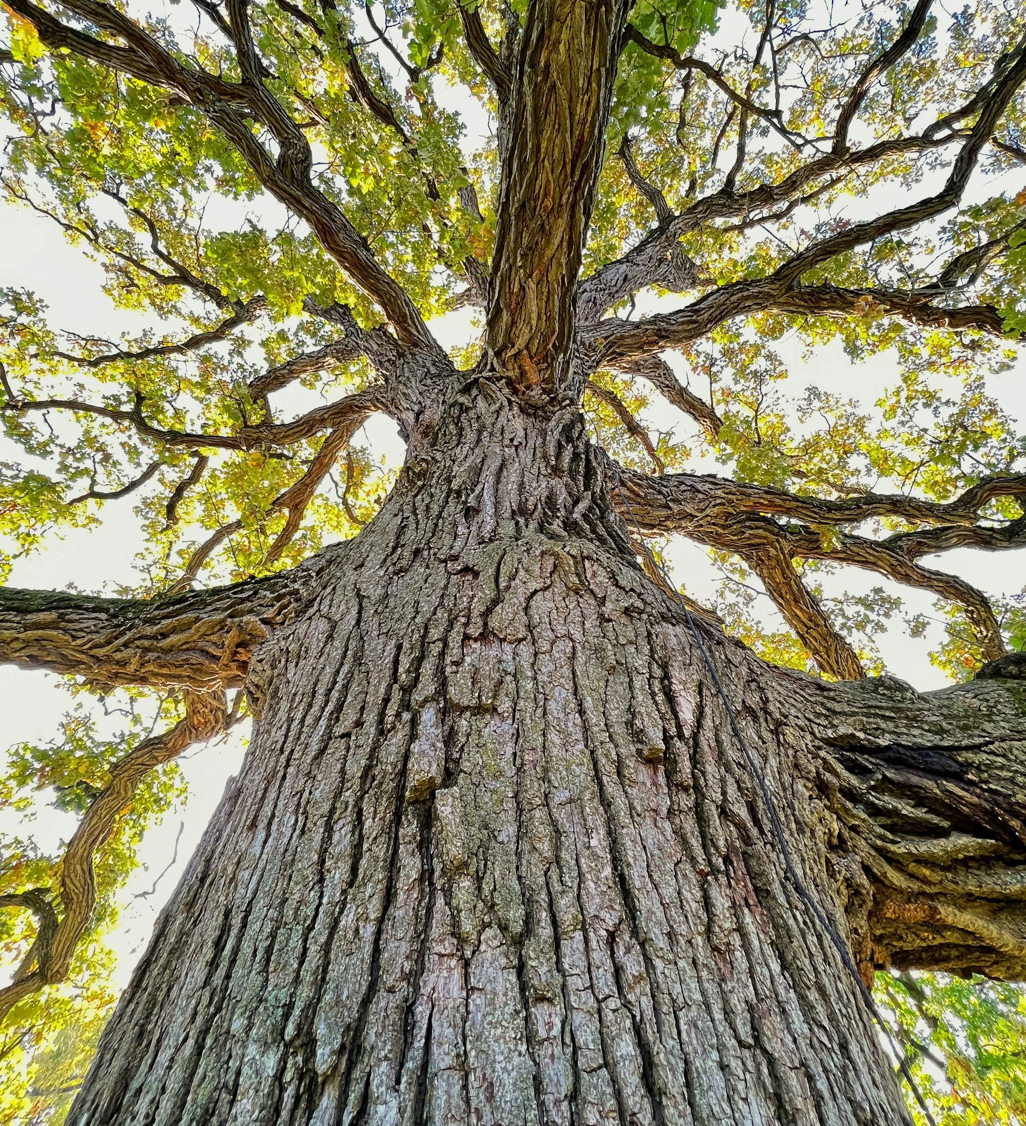 a very tall tree with lots of leaves on it