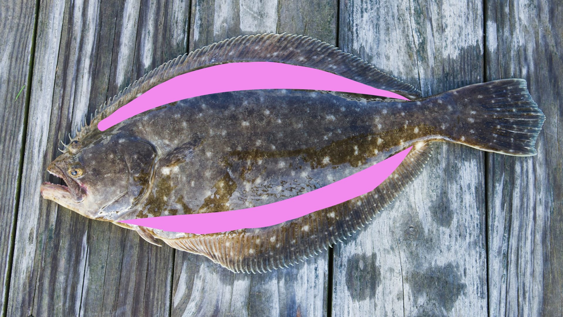 The part of the flounder fish known as Engawa