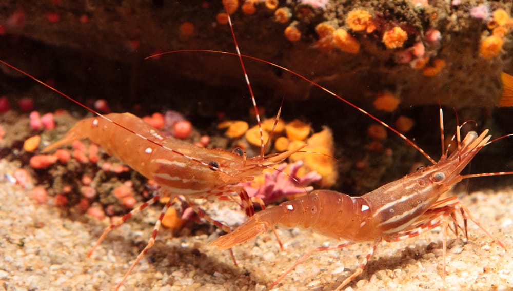 The Most Coveted Shrimp in the Culinary World