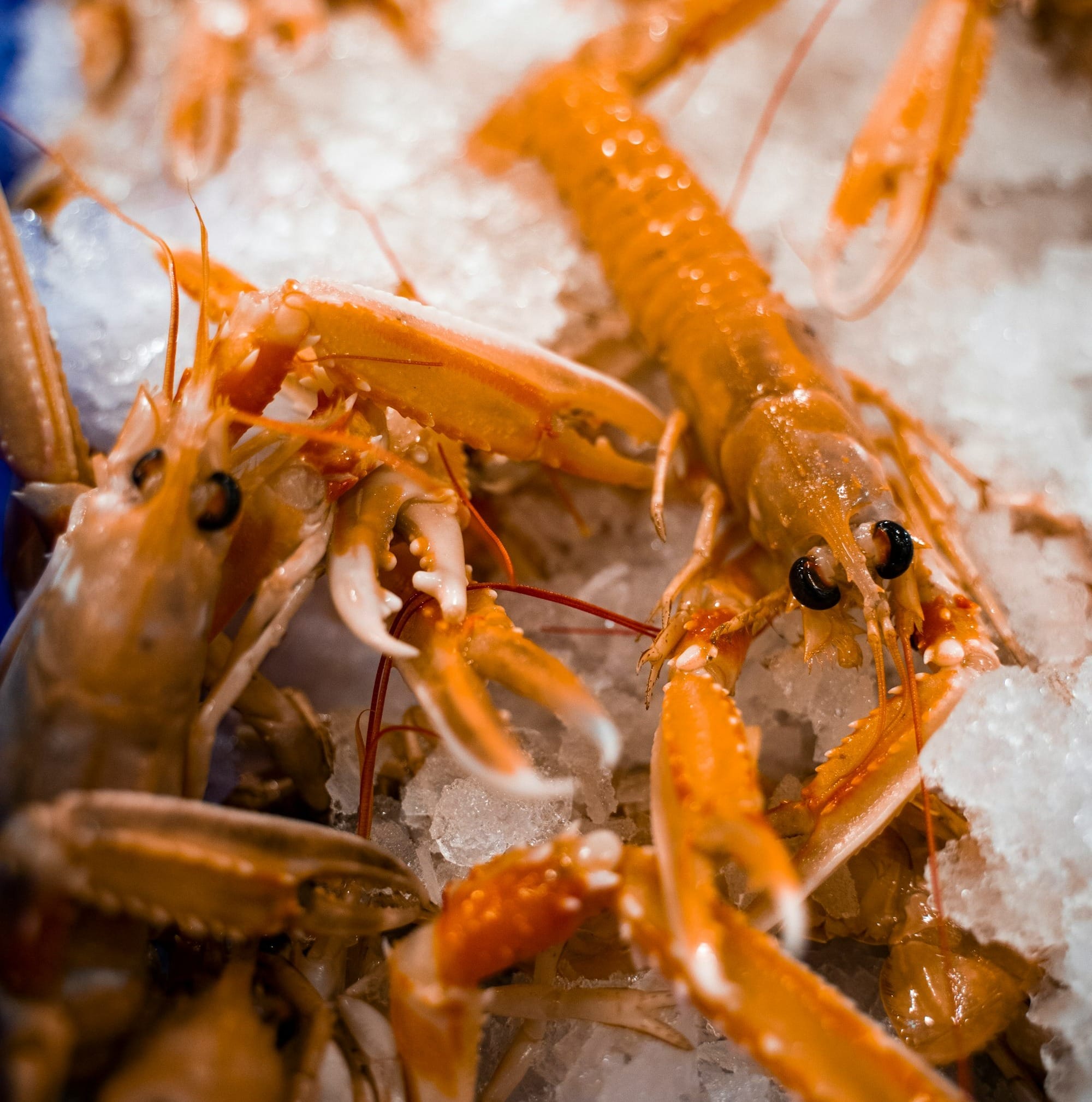 brown and orange lobster on white sand