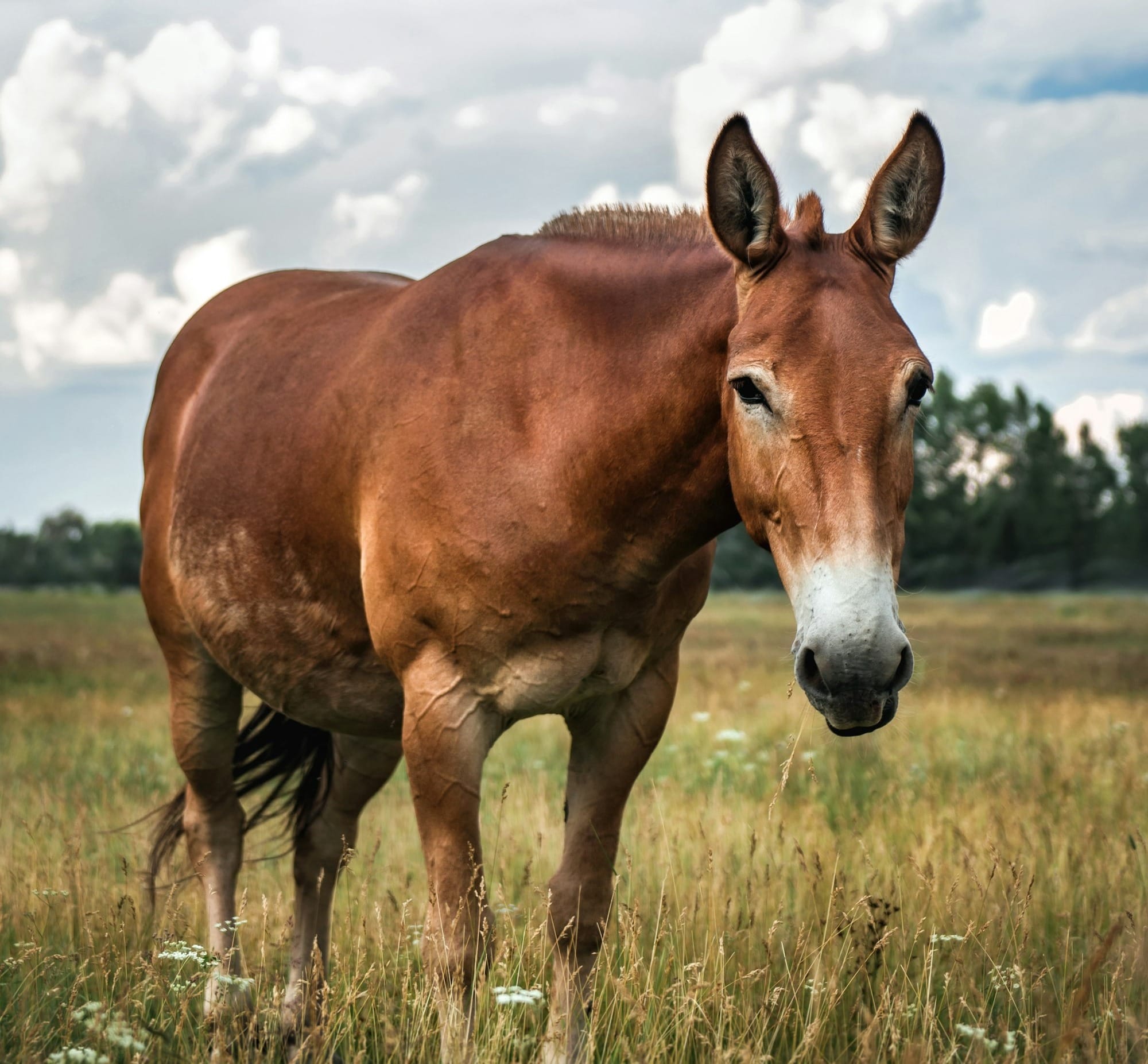 The Mule on lush field