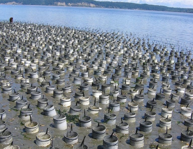 Geoduck Farming