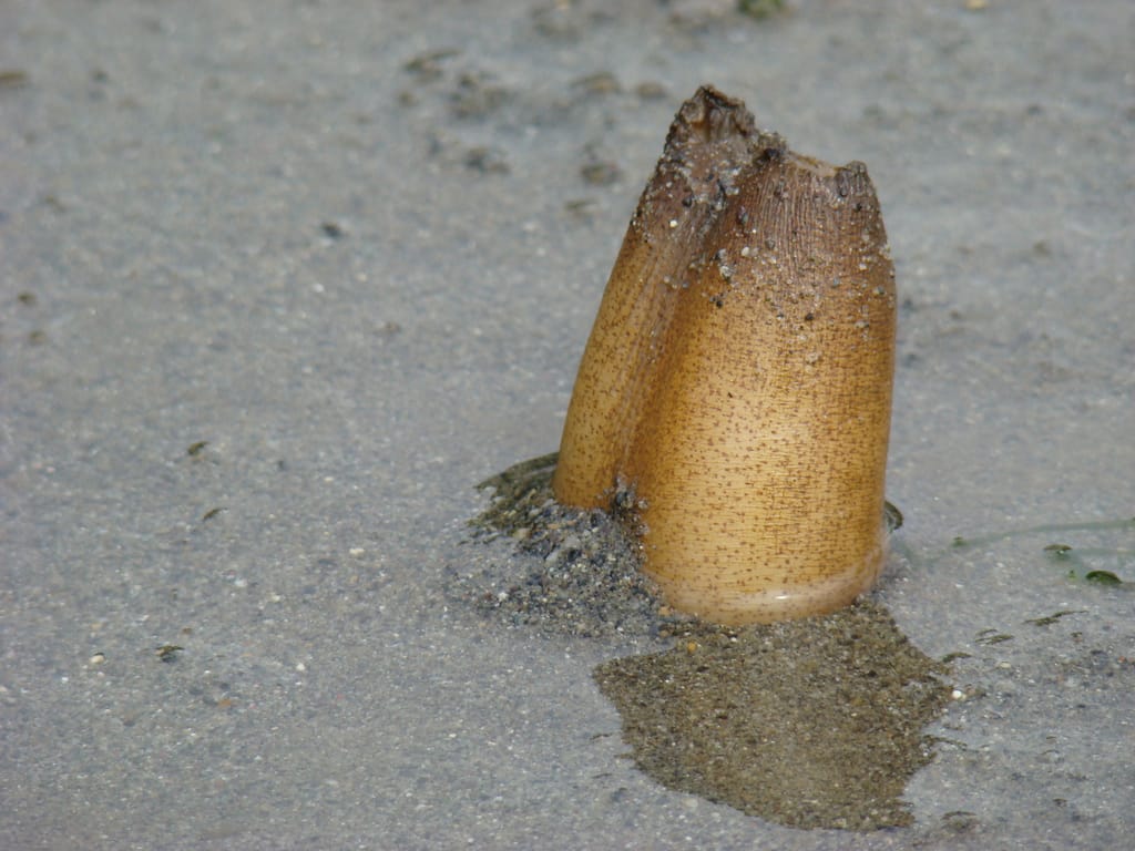 Geoduck's neck to draw oxygen