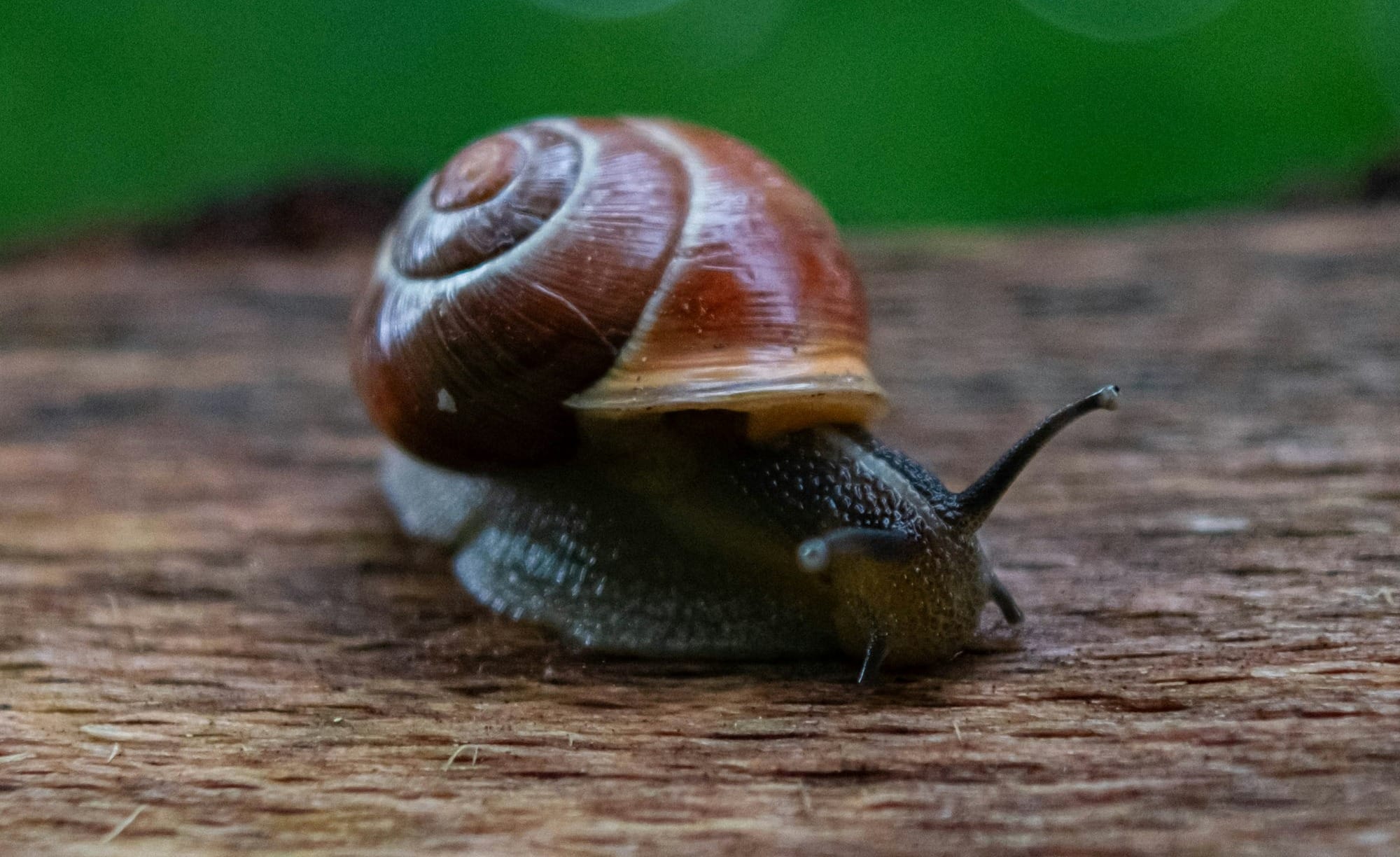 A Burgundy Snail crawling on a wooden surface