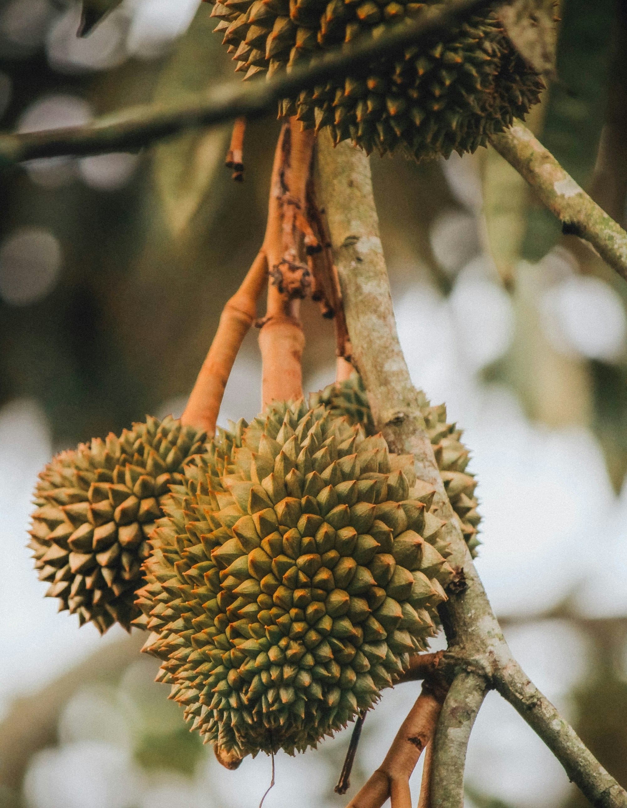 Durian hanging from a tree