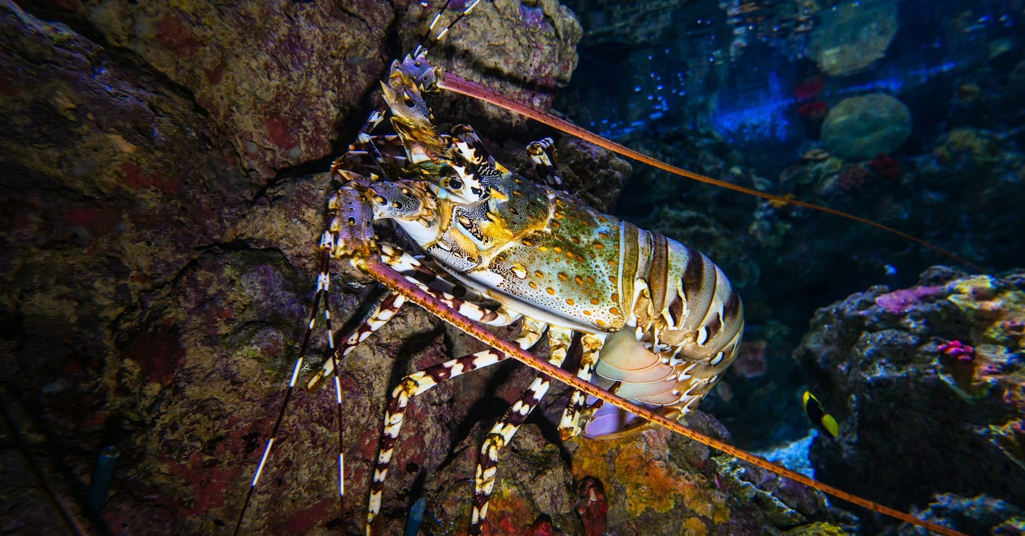 Spiny Lobster