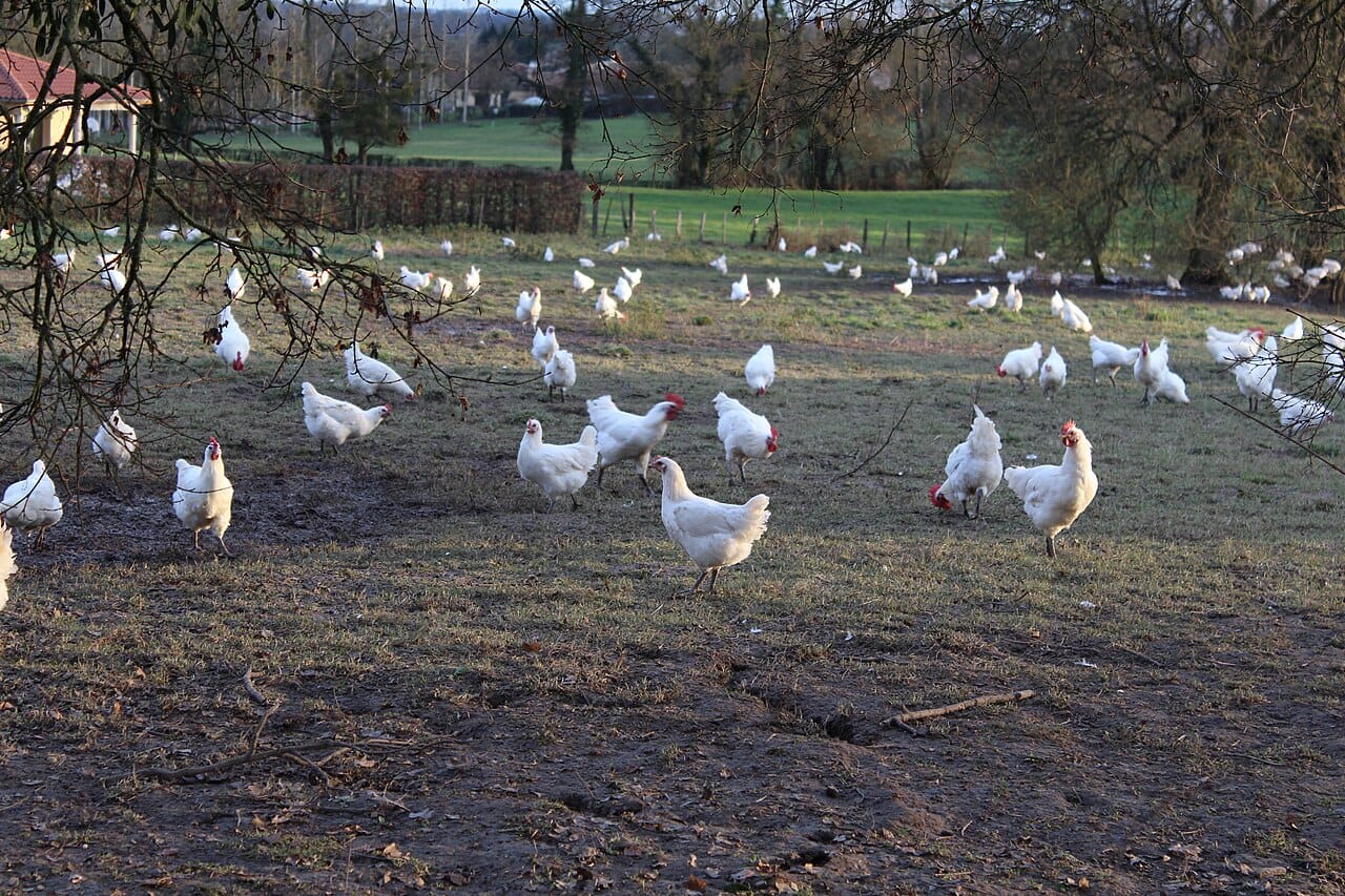 Bresse Chicken free roaming practice