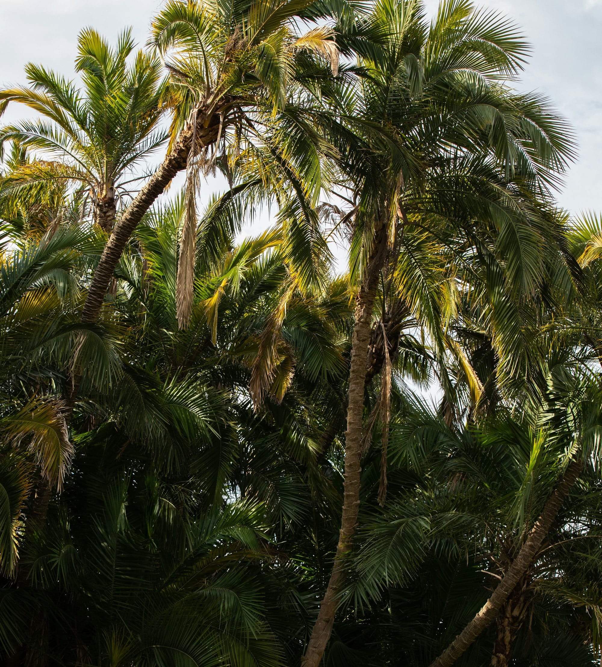 green coconut palm tree during daytime