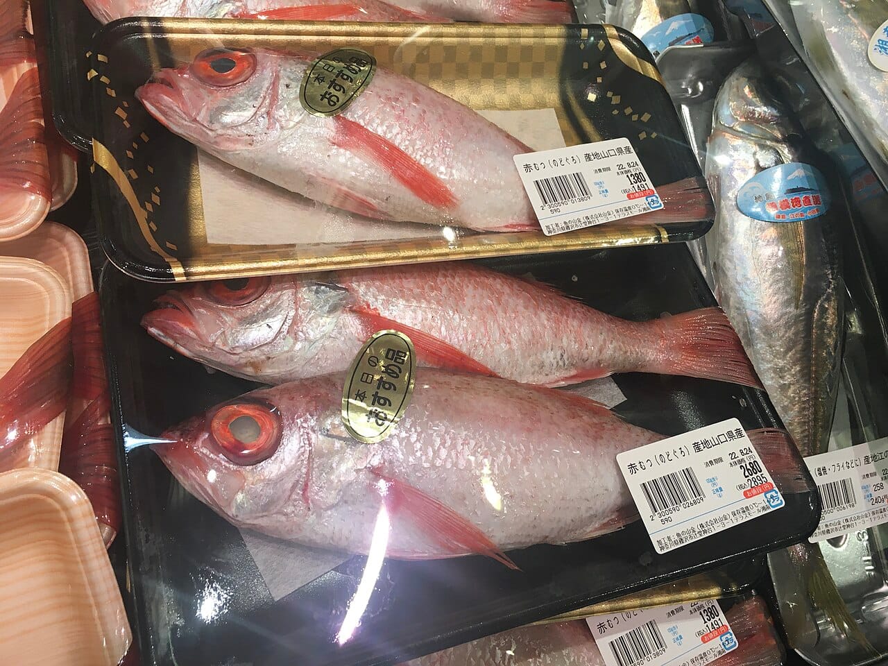 Rosy Seabass aka Akamutsu 