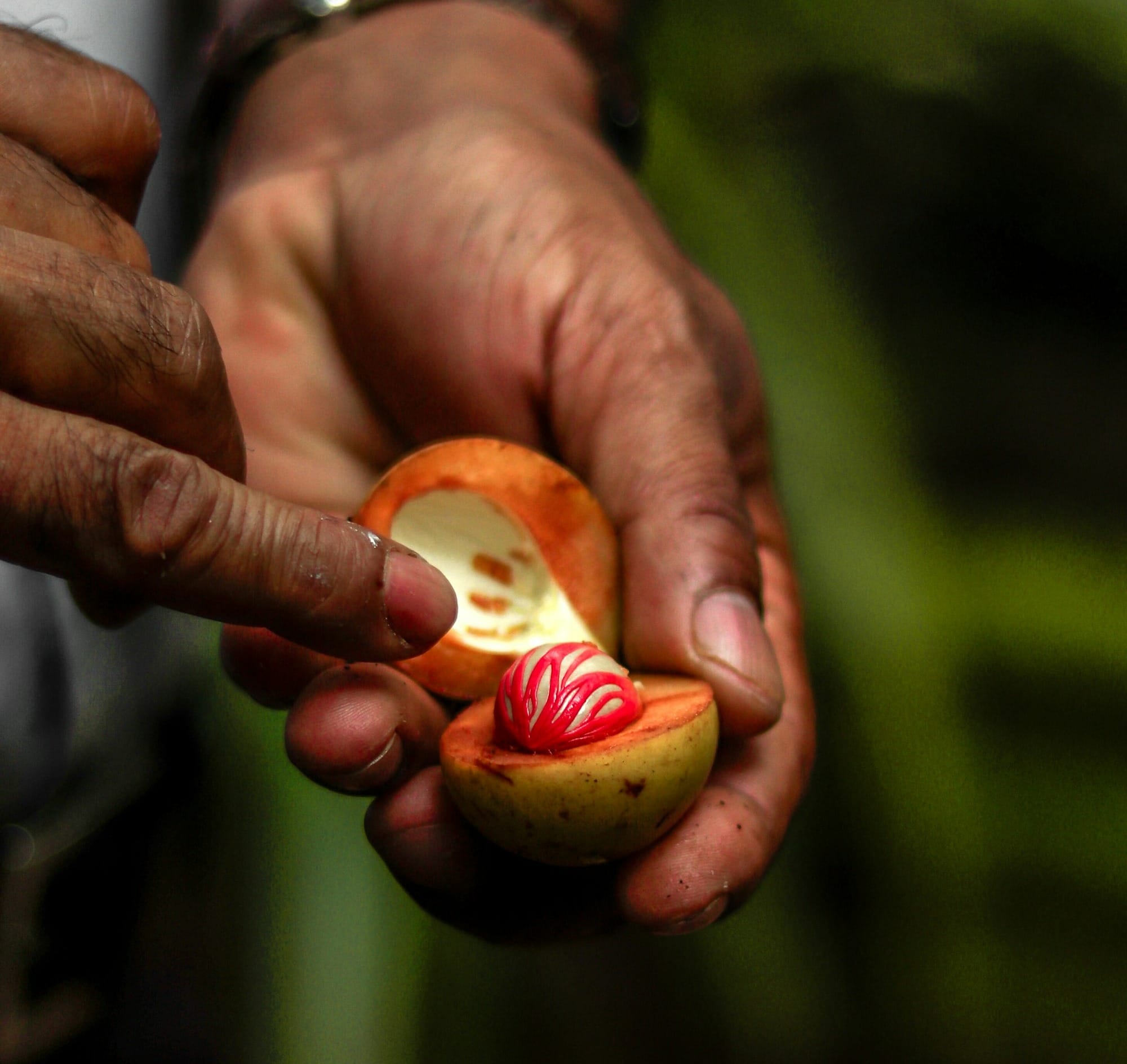 person holding green fruit