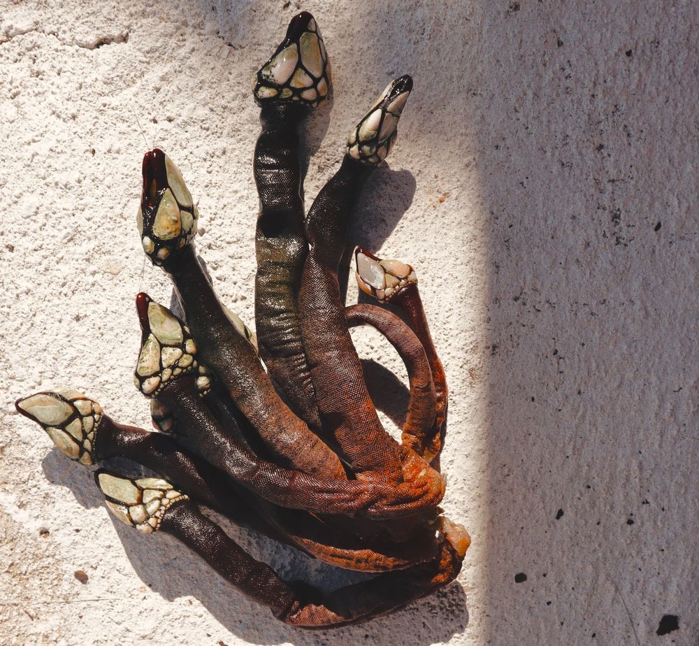 Why Is Gooseneck Barnacle So Expensive?