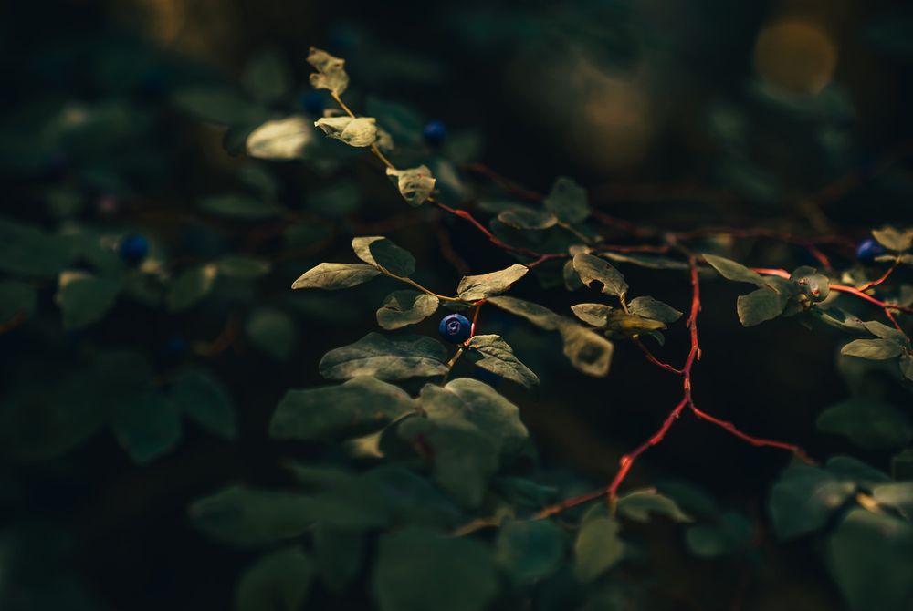 Why Nordic Wild Blueberries Is So Expensive