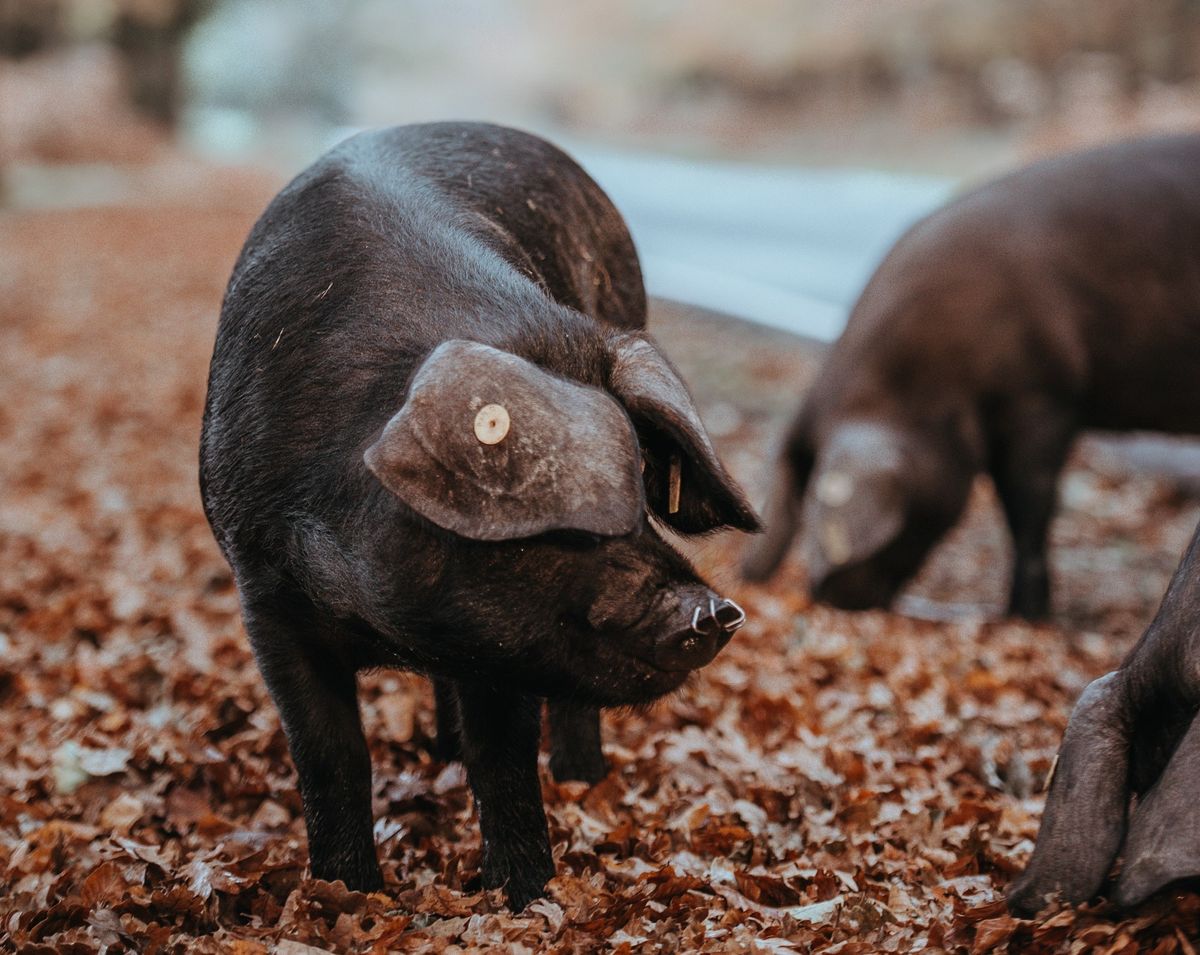 What Is The World's Best Pig Breed For Meat?
