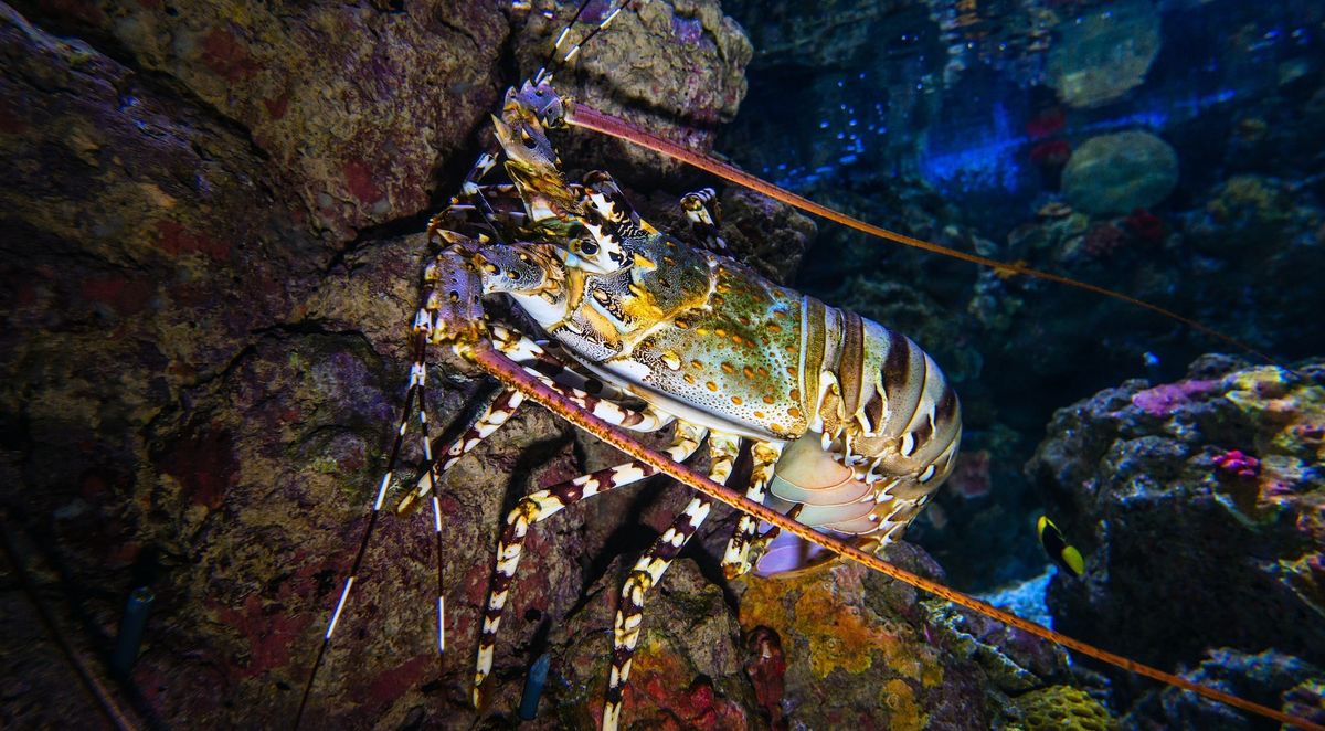 What Is The Most Expensive Lobster In The World?