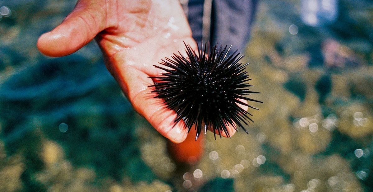 Why Sea Urchin Is So Expensive?