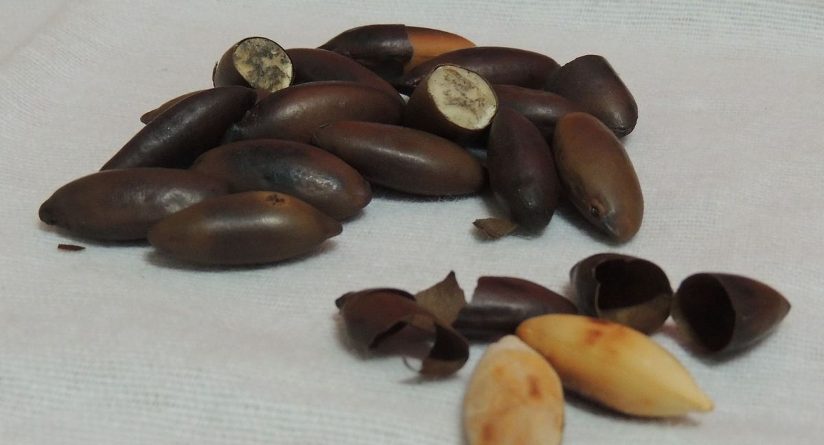 Barùkas Nuts: Here's Why It's So Expensive