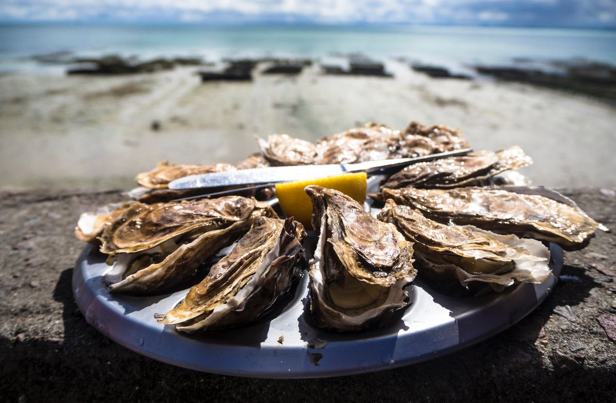 Essential Tips Every Oyster Lovers Should Know