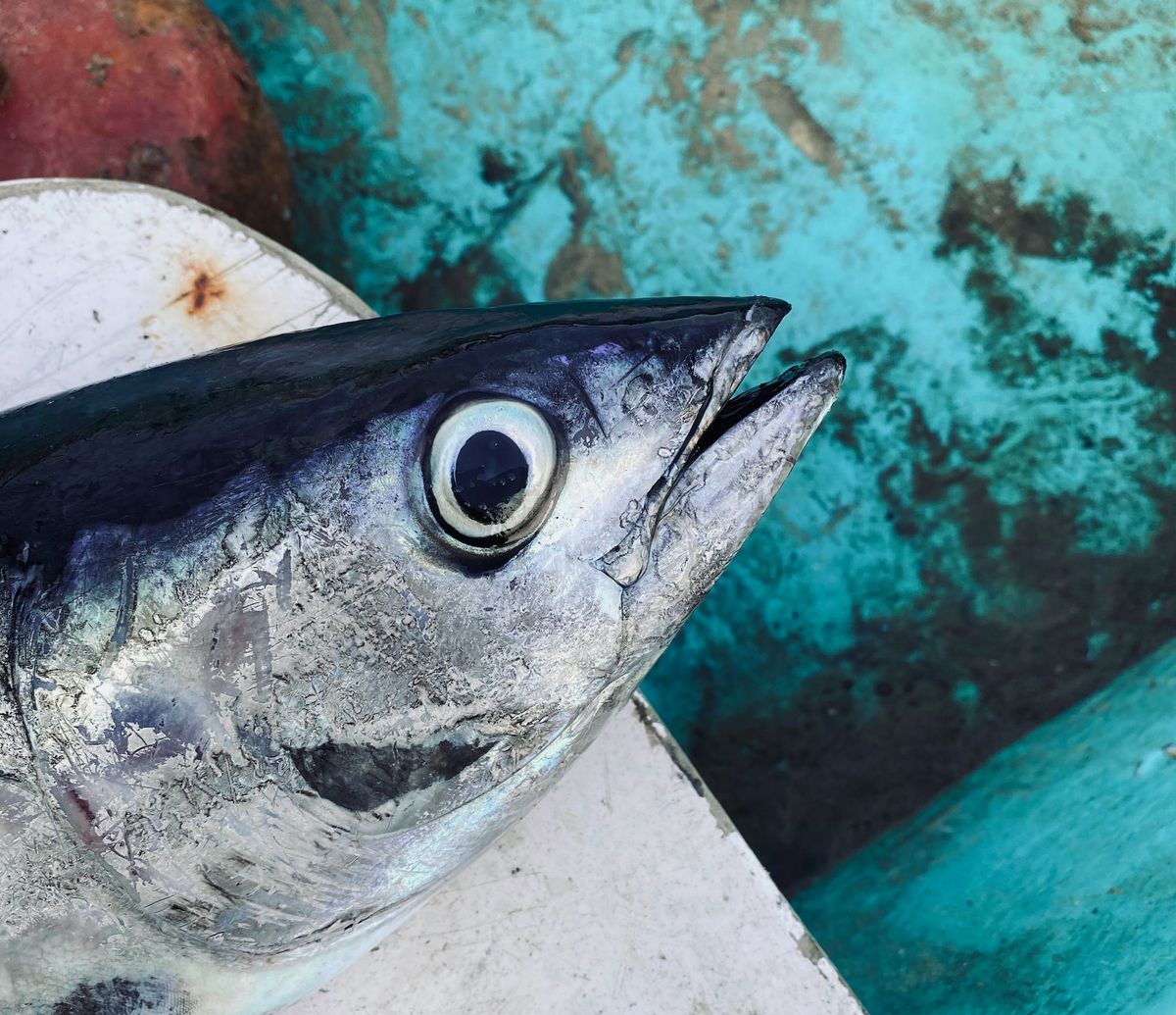 Iki Jime: Japan's Tasteful Fish Slaughter Method