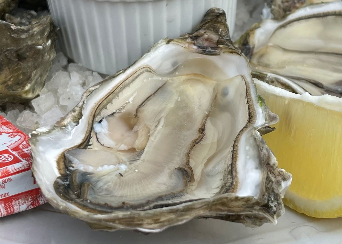 Coffin Bay King: World's Most Expensive Oyster