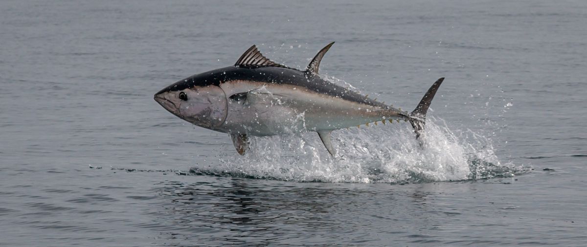 Tuna Sustainability Guide: To Savor or Skip