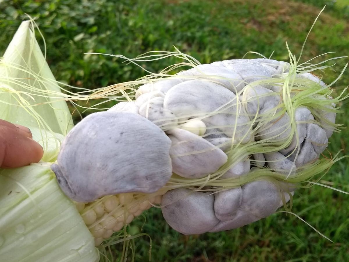 Why is Huitlacoche, the Mexican Corn Fungus, So Expensive?