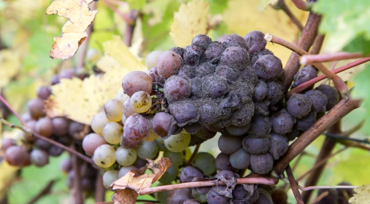 Noble Rot: When Rotting Grapes Are Celebrated