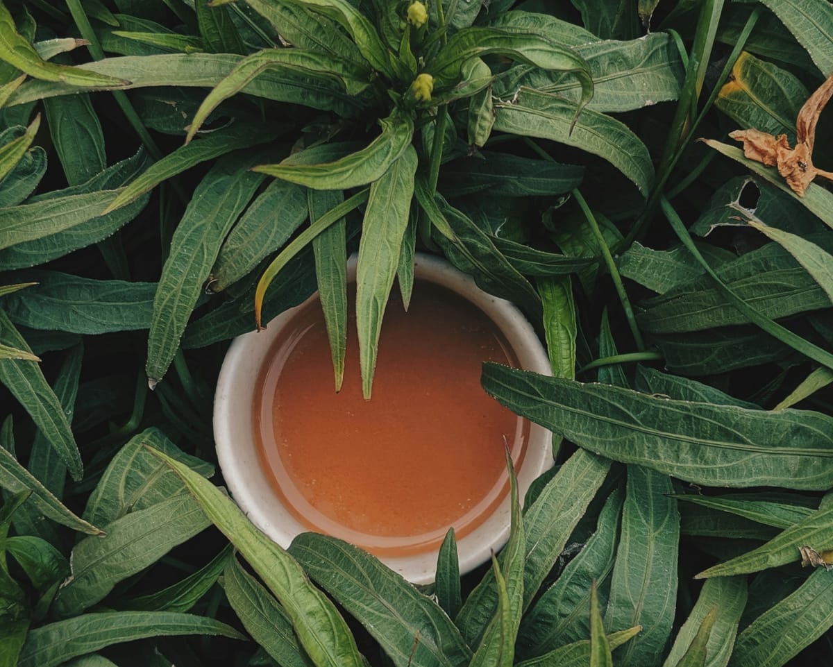 Understanding L-Theanine: The Calming Compound in Tea