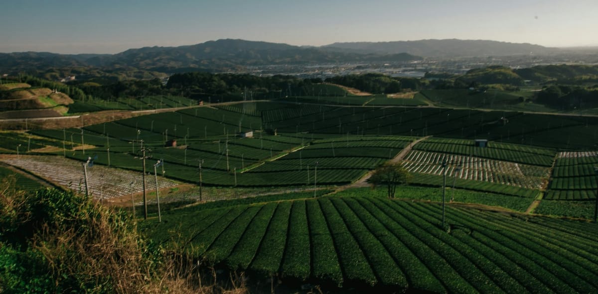 The Four Varieties of Japanese Shade-Grown Teas