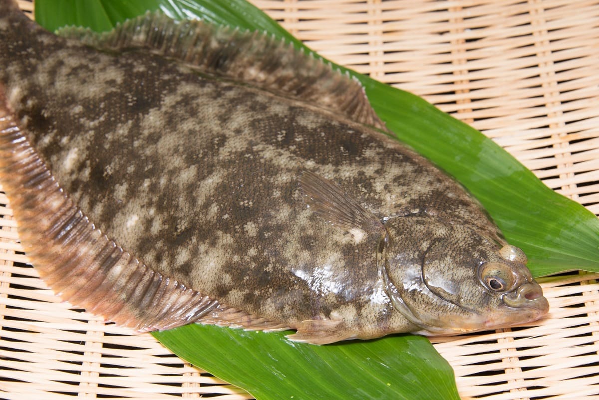 Marbled Flounder aka Makogarei