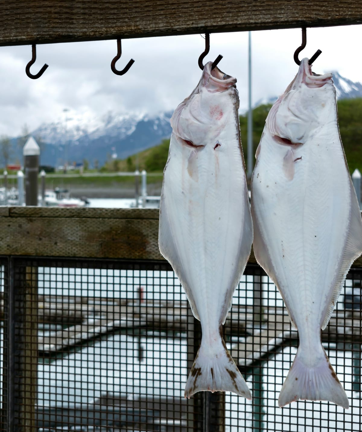 Hirame (Bastard Halibut)